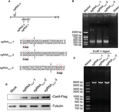 Construction of BHV-1 UL41 Defective Virus Using the CRISPR/Cas9 System and Analysis of Viral Replication Properties